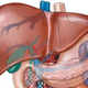 Image for article titled Lab-engineered liver cells are the first step to growing replacement livers